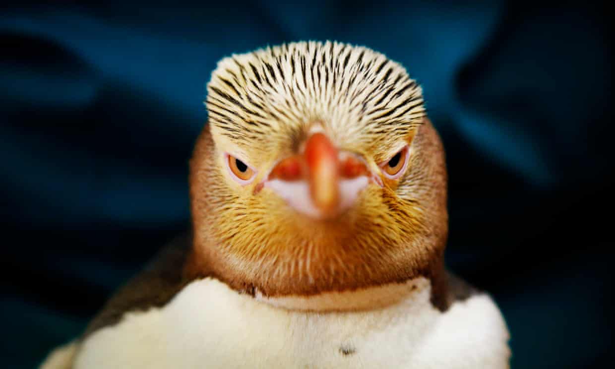 Voting opens in New Zealand's beloved Bird of the Year competition
