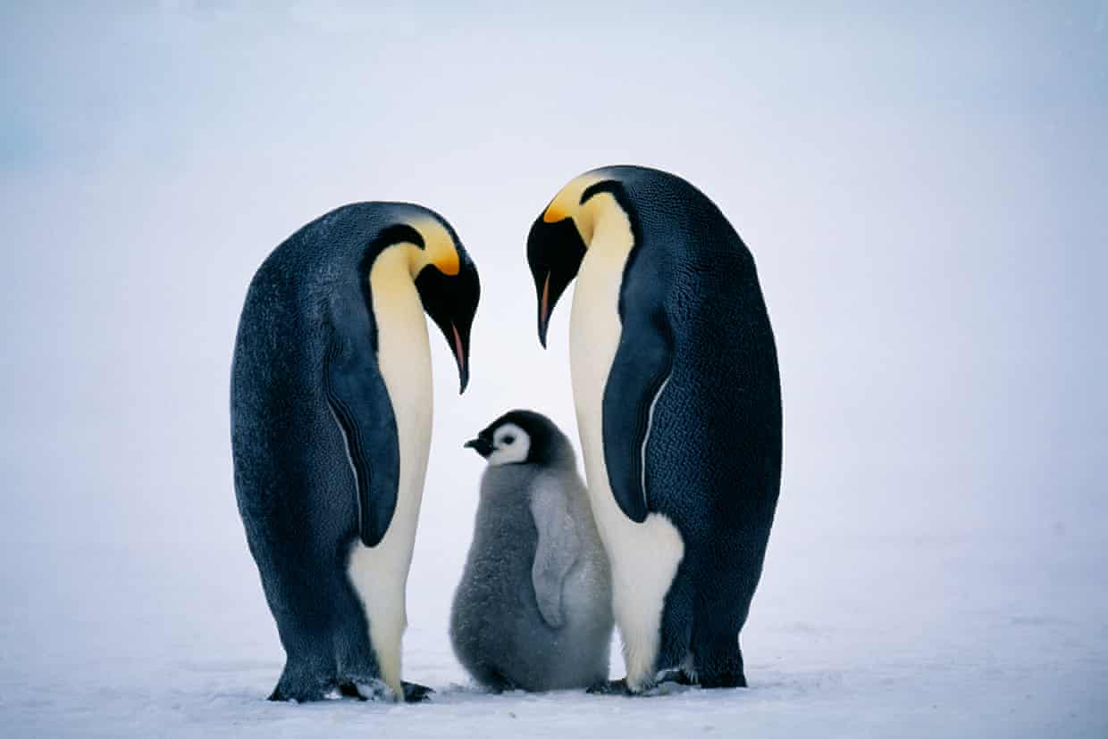 I have studied emperor penguins for 30 years. We may witness their demise in our lifetime I have studied emperor penguins for 30 years. We may witness their demise in our lifetime