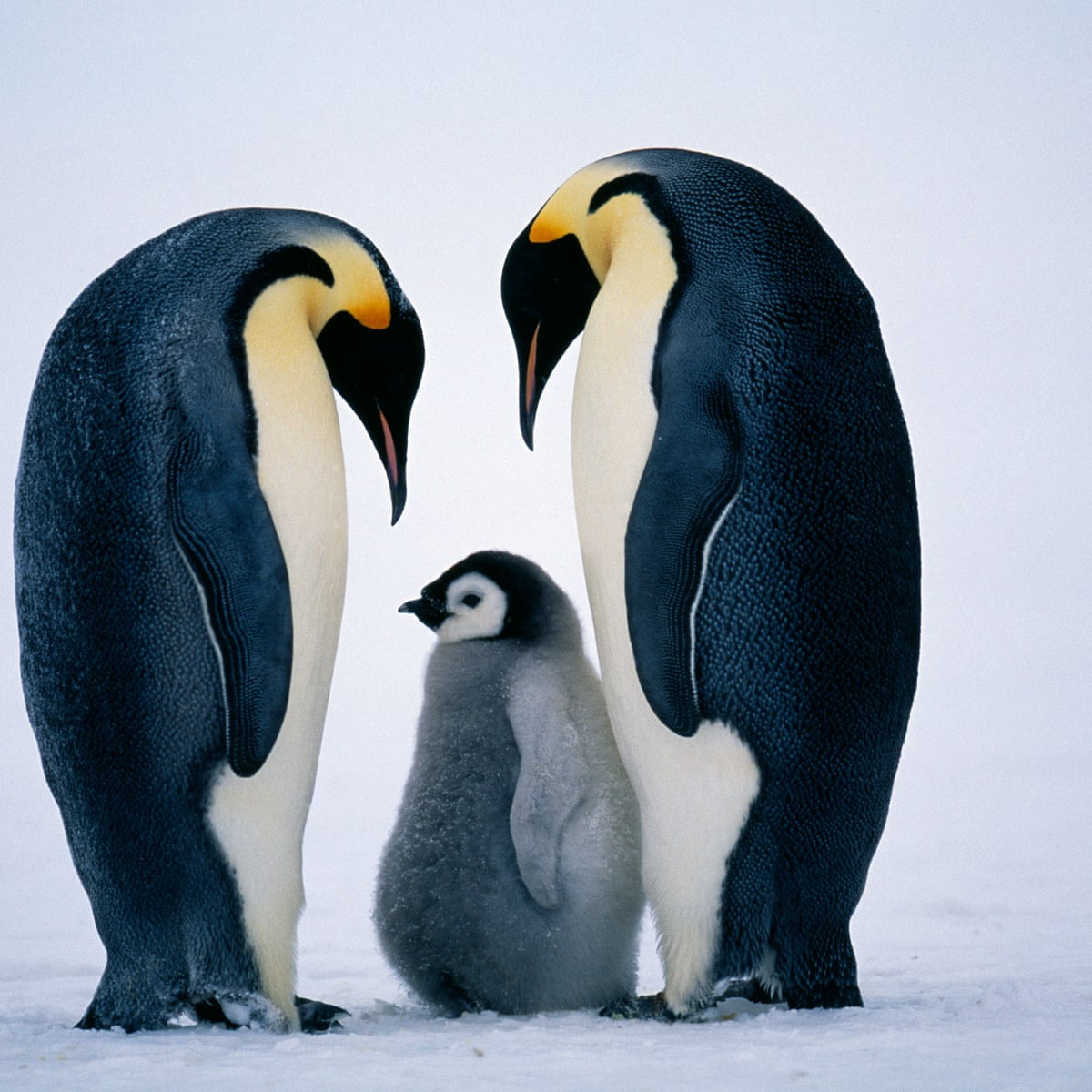 Spring Time Penguins Emperor Penguin Chick
