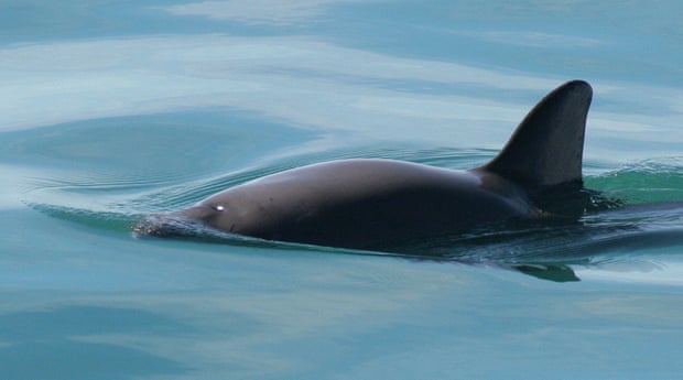 Una vaquita marina, especie en peligro crítico de extinción en el Océano Pacífico, cerca de México. Fotografía: Paula Olson/AP Una vaquita marina, especie en peligro crítico de extinción en el Océano Pacífico, cerca de México. Fotografía: Paula Olson/AP