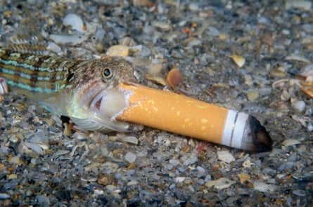 A lizardfish attempts to eat a cigarette end.