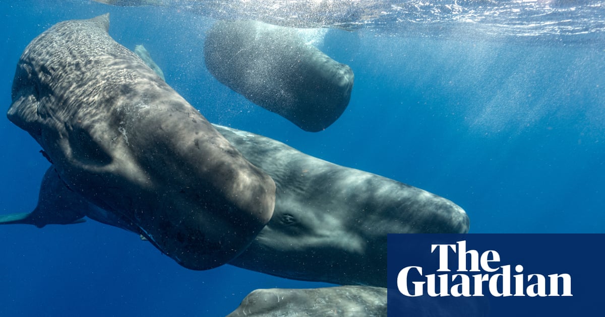 How decoding beluga whales’ chitchat may save them – and teach us more about ourselves