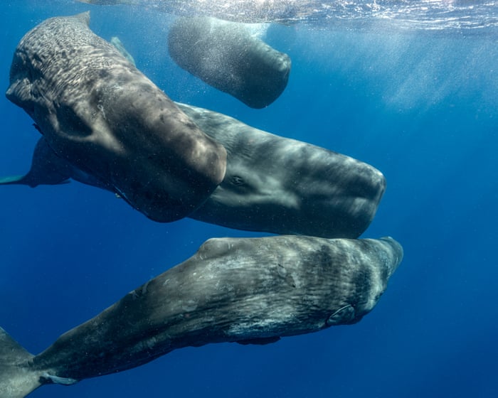 How decoding beluga whales’ chitchat may save them – and teach us more about ourselves