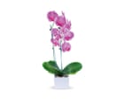 Houseplant hacks: will a temperature drop make my orchid bloom?