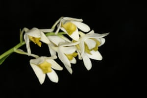Among the new orchids discovered and published in 2015 is Dendrobium cynthiae, named for its grower in the US, who acquired it from a dealer. The pretty white flowers have a green lip. The wild origin of the species is unknown, but believed to be New Guinea.