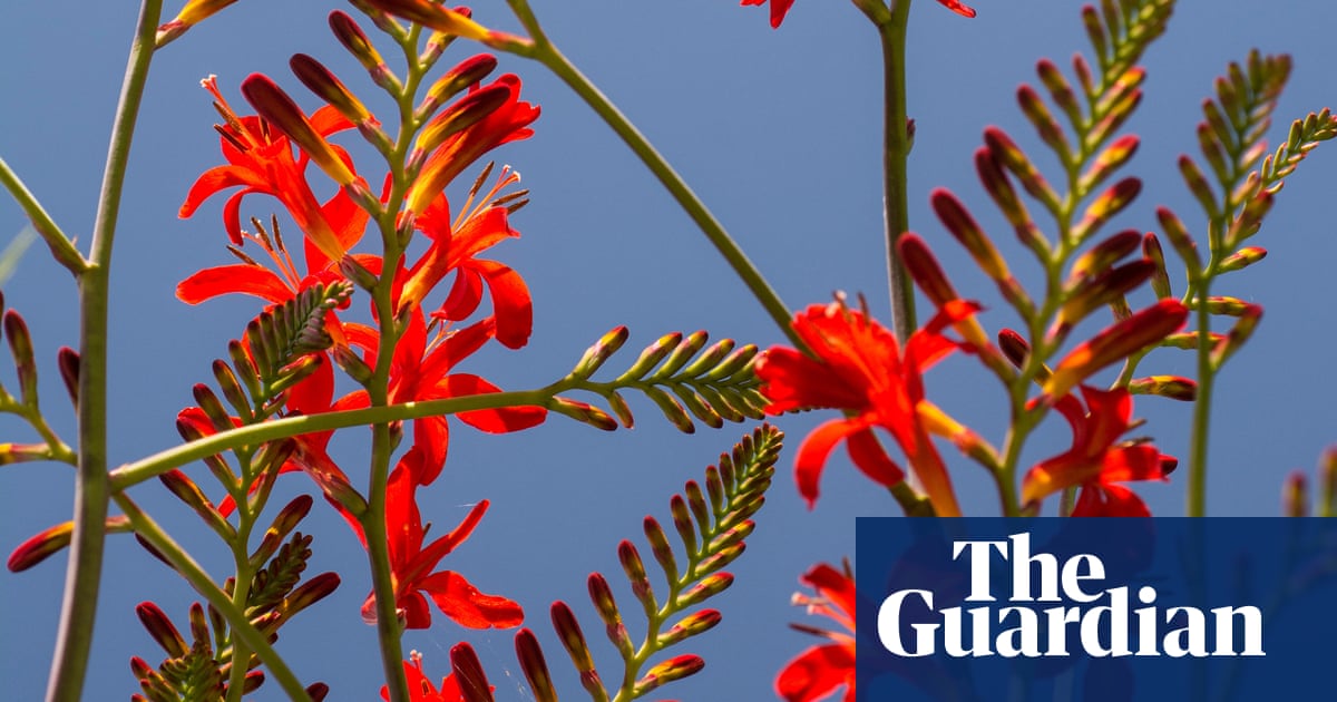 Gardening tips: plant Crocosmia ‘Lucifer’ | Life and style | The Guardian