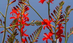 Crocosmia âLuciferâ: a wonderful cut flower.