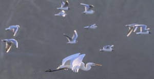 Riedlingen-Bechingen, Germany: a great egret in flight