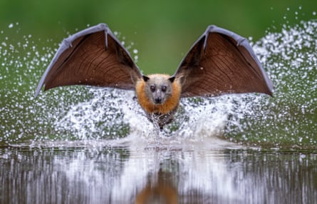 A Grey-headed flying fox (Pteropus poliocephalus) makes a high-speed belly-dip in a pool of water