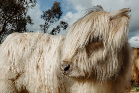 A white-haired Highland cow