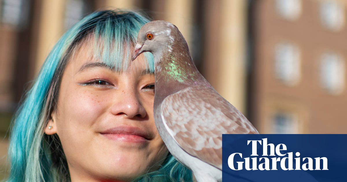 Pooping menaces or ‘flying puppies’? How pigeons are dividing a UK city