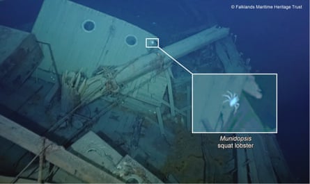 Annotation indicates the positioning of a squat lobster, or Munidopsis
