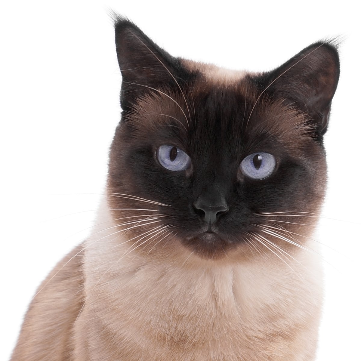 Pets And Covid 19 Humans Can Pass On Coronavirus To Dogs And Cats Study Finds Daily Sabah
