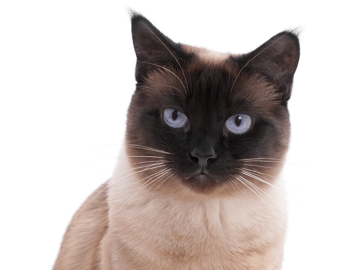 Owners Warned Not To Kiss Pets After First Cat Infected With Coronavirus In Uk Coronavirus The Guardian