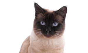 A Siamese cat