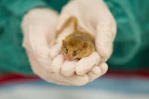 These dormice will be being released to a new woodland home in June, and so this specialist wildlife health team provide pre-release health checks to ensure they are fit and healthy for release
