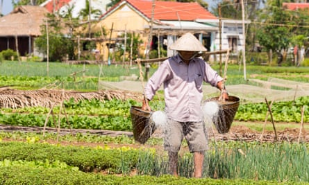 Watering at the Tra Que Vegetable Village, Hoi An, Quang Nam province, Vietnam.