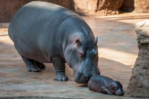 Wroclaw, Poland: A three-day old female hippopotamus