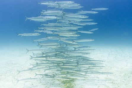 A column of slim silver fish in clear blue water.