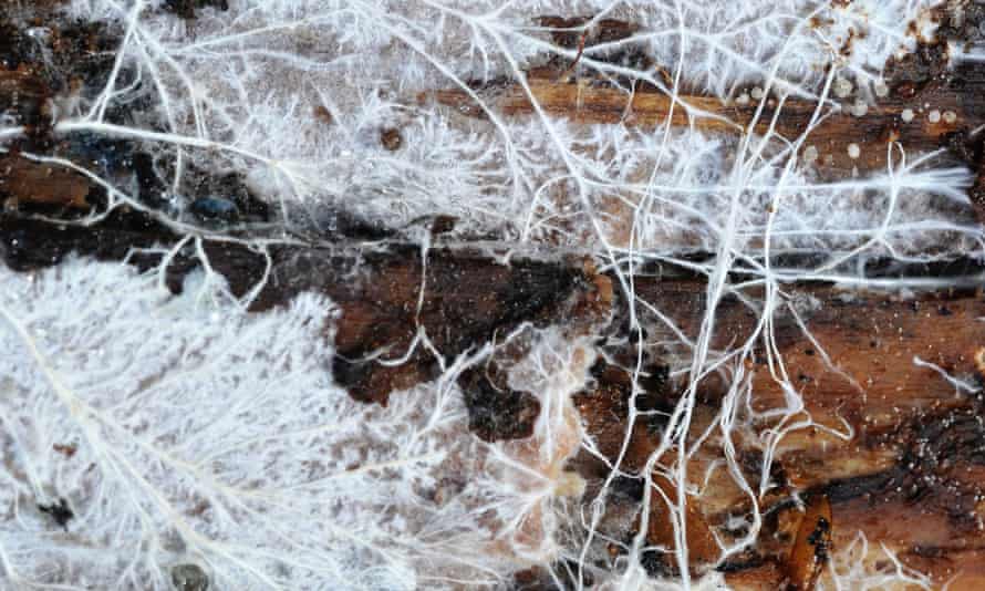 Underground network: a wood-rotting fungal mycelium exploring and consuming a log.