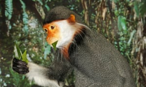 A Leaf-eating langur