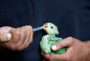 A caretaker feeds a parakeet water mixed with multivitamins after the bird was dehydrated due to heat at Jivdaya Charitable Trust rehabilitation centre for birds and animals, in Ahmedabad, India