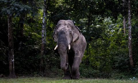 A wild elephant known locally as Boonchuay near Pala-U, Thailand, 5 November 2021. 