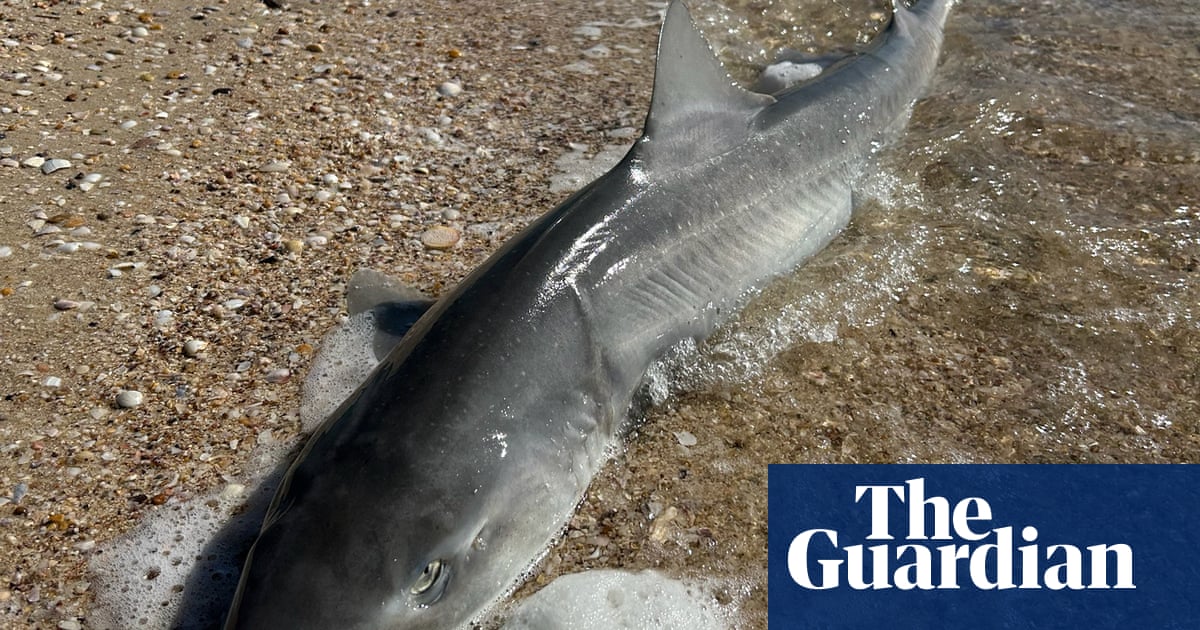Are surging shark sightings and strandings linked to South Australia’s toxic algal bloom? | Sharks Are surging shark sightings and strandings linked to South Australia’s toxic algal bloom? | Sharks