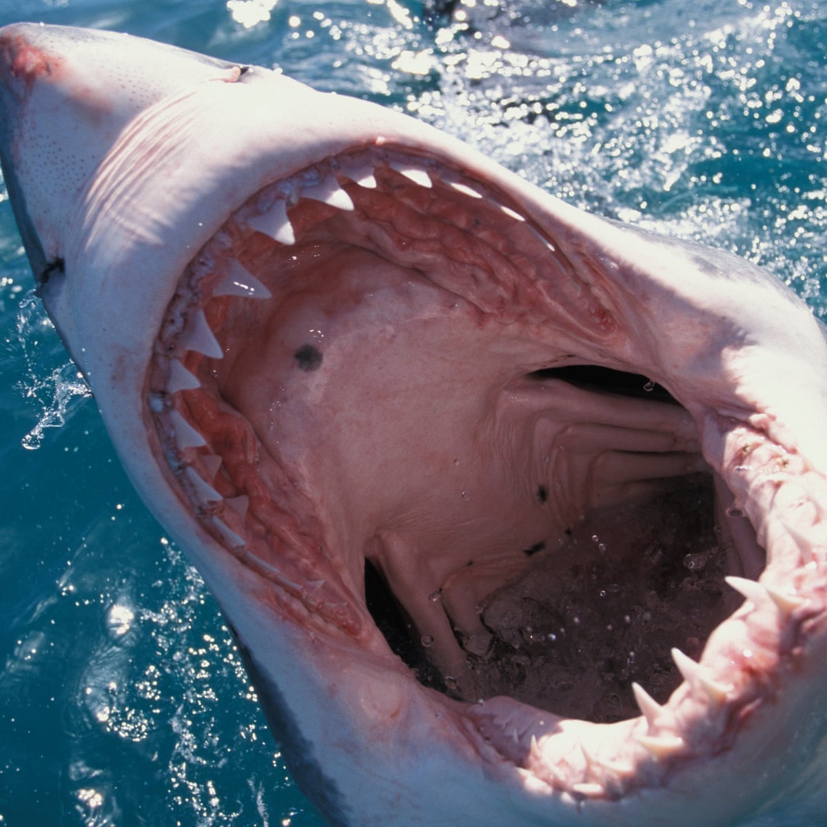 Reality Bites Trump S Fear Of Sharks Leads To Surge In Charity Donations Donald Trump The Guardian Reality Bites Trump S Fear Of Sharks Leads To Surge In Charity Donations Donald Trump The Guardian