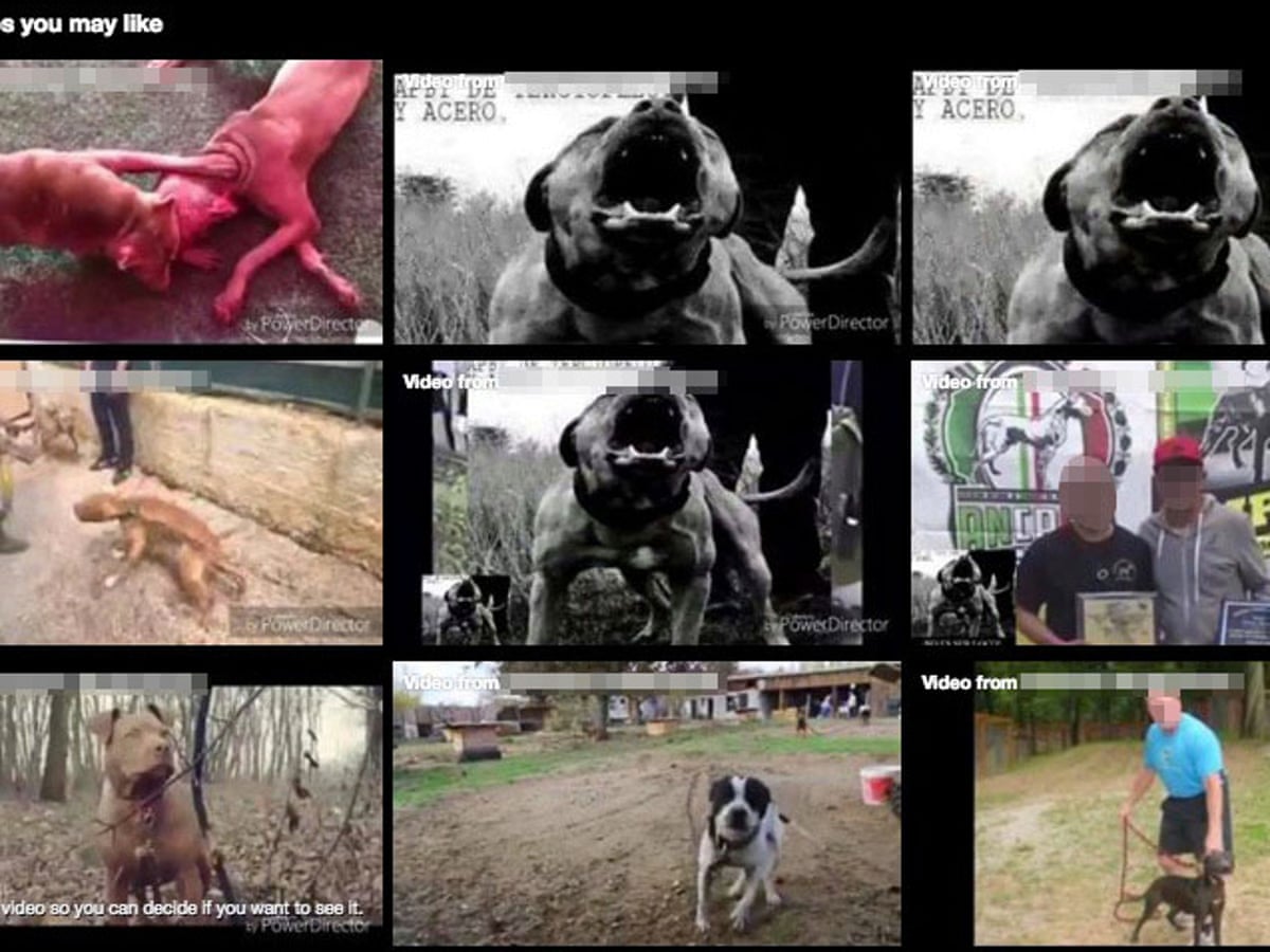 Facebook 'gives global platform to illegal dogfighting' | Animal welfare |  The Guardian