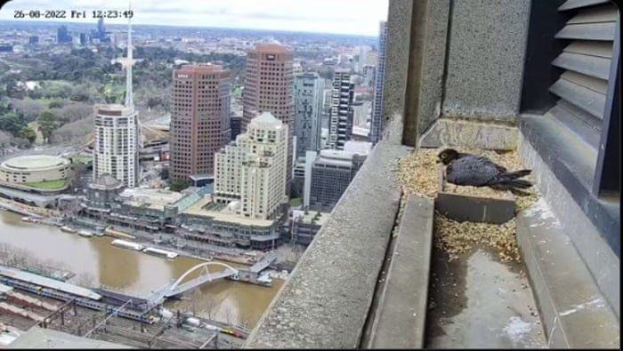 Australia news live updates: Anthony Albanese to announce details of inquiry into Scott Morrison’s secret ministries 5 One of Melbourne’s beloved peregrine falcons sits on her eggs.