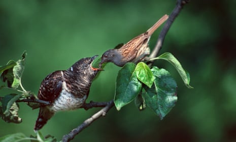 European common cuckoo chick (Cuculus canorus)