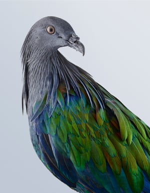 Nicobar pigeon