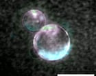 ‘Beautiful blobs’: synthetic life a step closer as scientists make cells using lab-made DNA