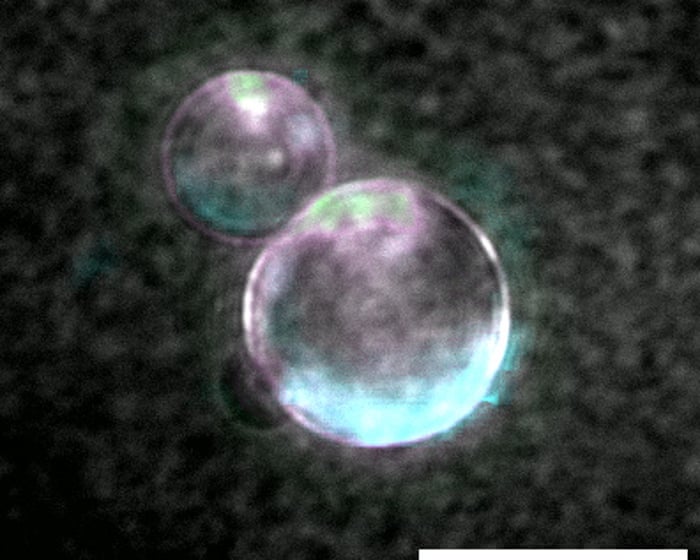 ‘Beautiful blobs’: synthetic life a step closer as scientists make cells using lab-made DNA