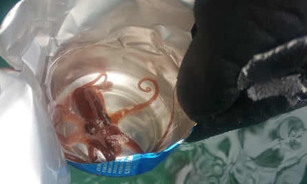 Tony octopus in a can