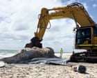 Mammoth operation under way to remove 31-tonne whale carcass from Perth beach — video