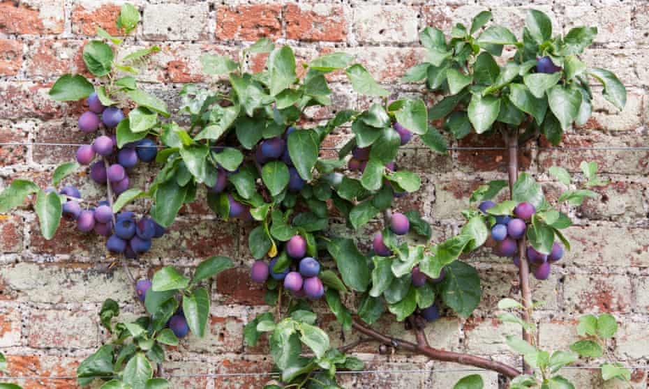 Tiny Toms How To Grow Fruit And Veg In A Very Small Garden Gardening Advice The Guardian Tiny Toms How To Grow Fruit And Veg In, Vegetables For Small Gardens Uk