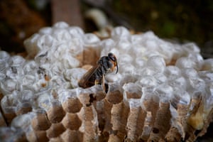 Viveiro, Espanha. Uma vespa asiática recém-nascida é retratada no ninho após ser destruída por um exterminador de pragas. A vespa asiática (Vespa velutina), é considerada inimiga pública na Espanha e em outros países europeus onde devora abelhas nativas e, segundo especialistas, ameaça a biodiversidade