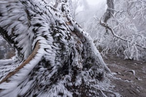 Category winner, Plants and Fungi Tobias Richter (Germany), Hoar frost