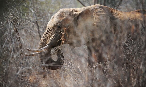 An elephant eats twigs from a tree amid dry brush at the Tsavo West national park in southern Kenya. 