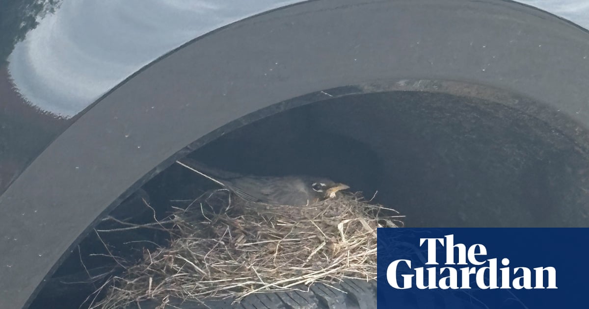 Federally protected bird’s nest holds up sale of Ford truck in Kansas