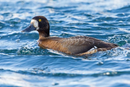 A scaup on the water