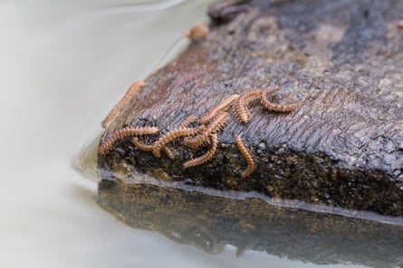 A group of flat millipedes take refuge on floating timber after heavy rainfall flooded a wetland area in Warnham nature reserve in West Sussex.