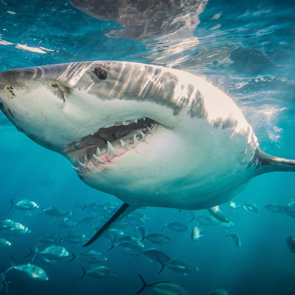 Queensland Shark Attack Follows A Familiar Pattern First Horror Then A Media Feeding Frenzy Sharks The Guardian