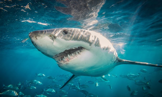 Shark nets create false sense of safety and should be phased out