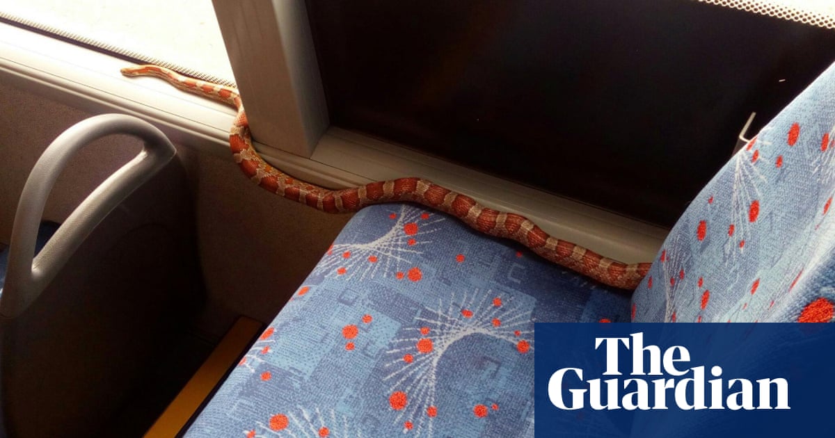 Snake found on bus rattles passengers in Paisley