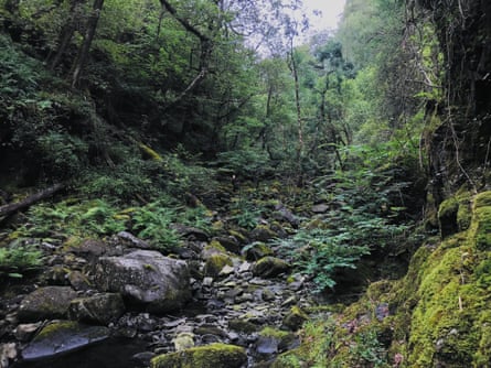 Ceunant Llennyrch national nature reserve in Wales, where rare rainforest mosses grow