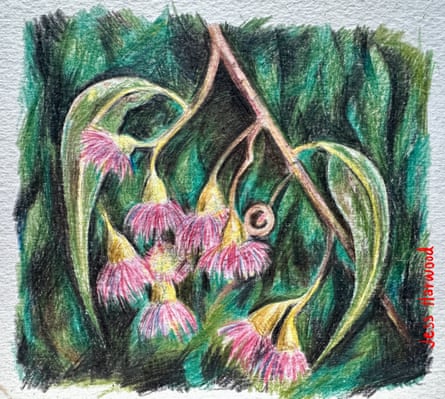Gum blossom