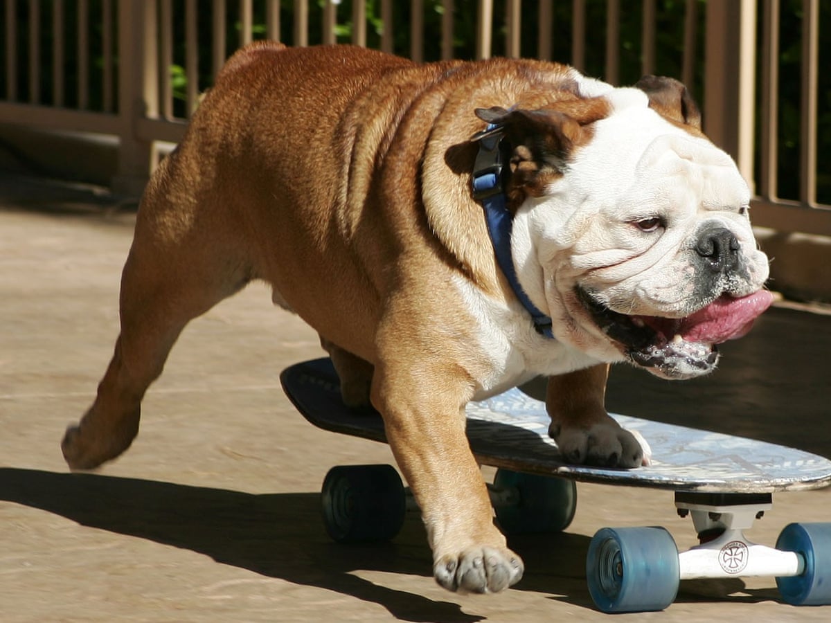Bulldog Riding Are Bulldogs The Only Dogs That Can Skateboard